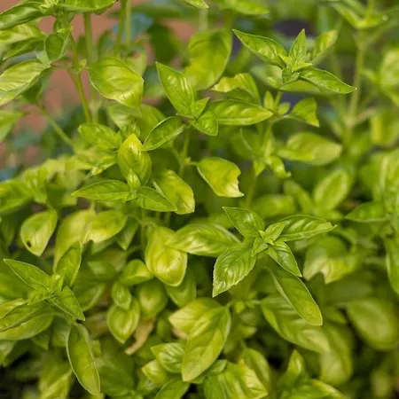 Daire Large, Quiet And Centrally Located Fredrikstad