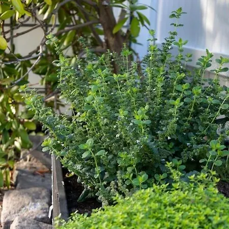 Large, Quiet And Centrally Located * Fredrikstad