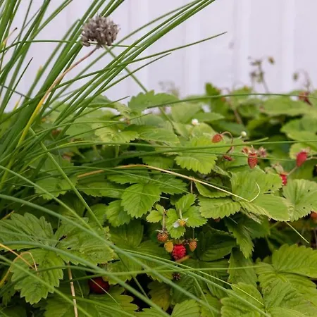 Apartman Large, Quiet And Centrally Located Fredrikstad